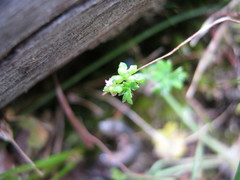 Hydrocotyle foveolata