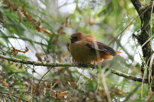 Rhipidura brachyrhyncha observed 2026-07-03