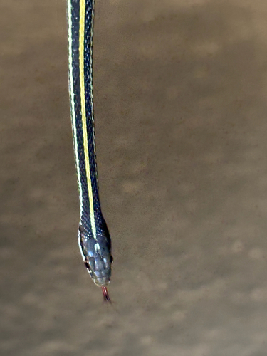 Western Ribbon Snake