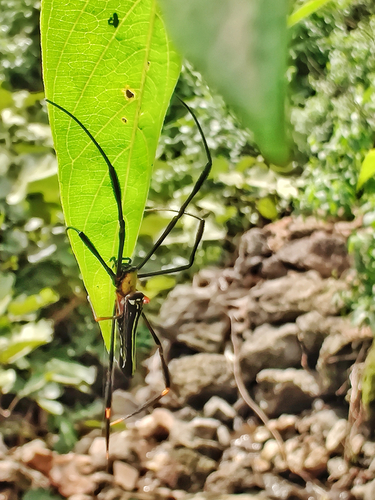 Giant Golden Orbweaver