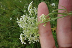 Sium sisarum