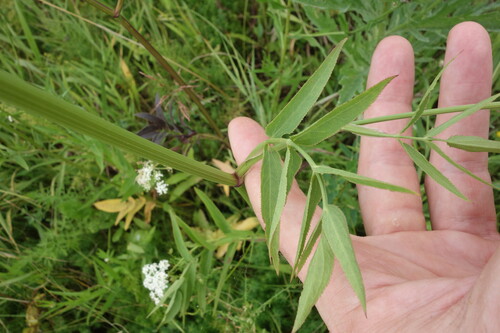 Sium sisarum, photograph 1