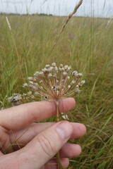 Allium decipiens, photograph (c) Aleksei Baushev, some rights reserved (CC BY)