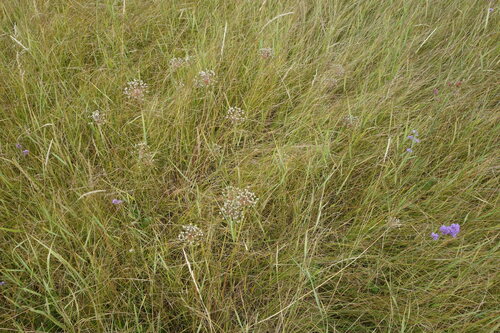 Allium decipiens