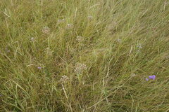 Allium decipiens