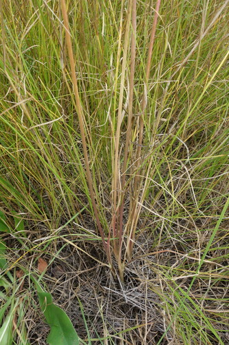 Allium decipiens, photograph 2