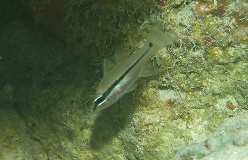 Pristiapogon exostigma observed 2026-07-20