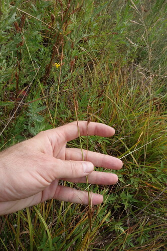 Carex distans, photograph 4