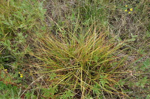 Carex distans, photograph 5