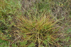 Carex distans, photograph (c) Aleksei Baushev, some rights reserved (CC BY)