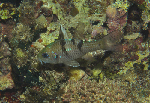 Pristicon trimaculatus observed 2026-07-13
