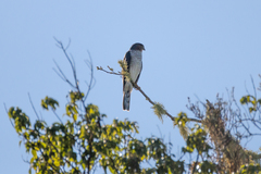 Accipiter striatus striatus