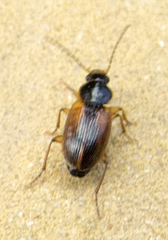 Stenolophus mixtus