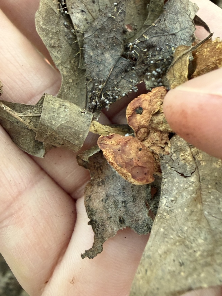tender nesting polypore · July 2026 · photo: Photo: (c) Julie Travaglini, some rights reserved (CC BY) · iNaturalist