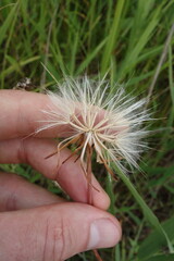 Scorzonera parviflora