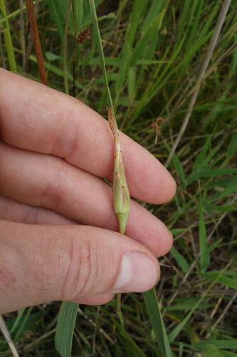 Scorzonera parviflora, photograph 2