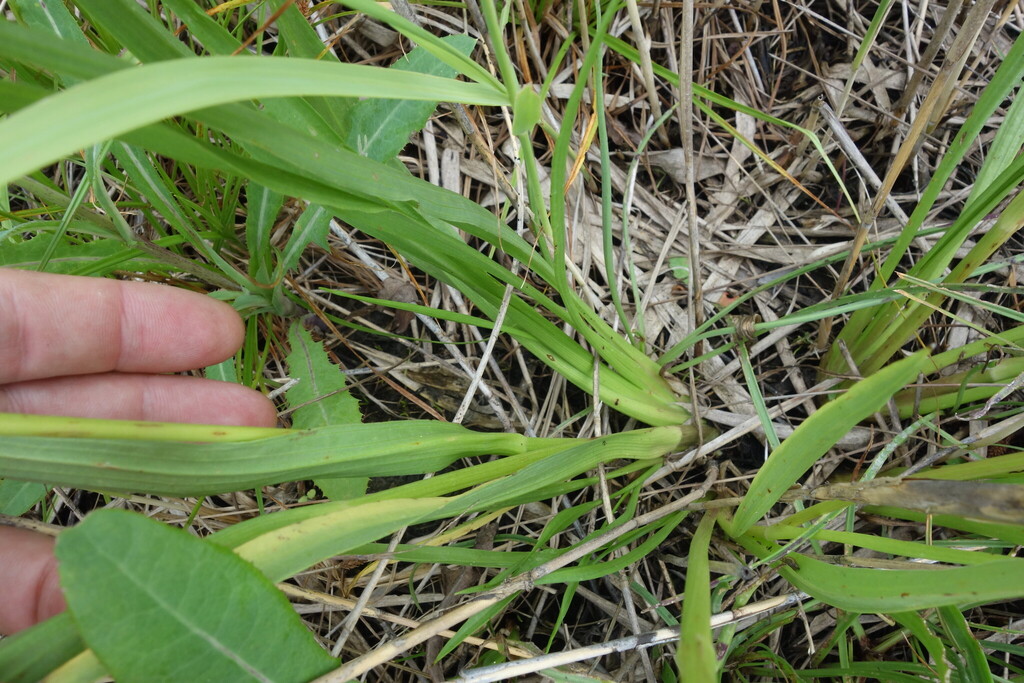 Scorzonera parviflora; photograph (c) Aleksei Baushev, some rights reserved (CC BY)
