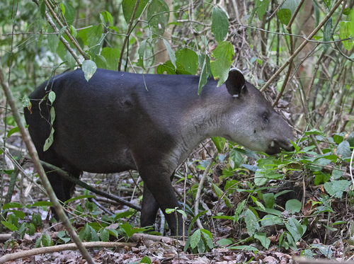 Baird's Tapir