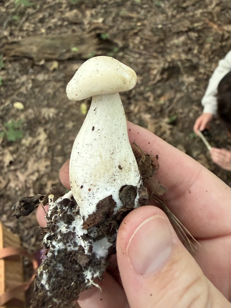 robust clitocybe · July 2026 · photo: Photo: (c) Julie Travaglini, some rights reserved (CC BY) · iNaturalist