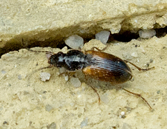Stenolophus mixtus