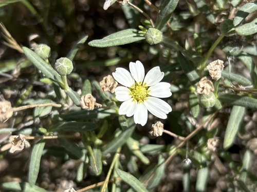 blackfoot daisy