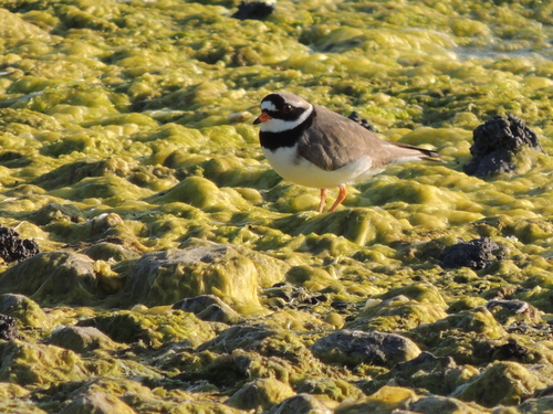 iNaturalist image