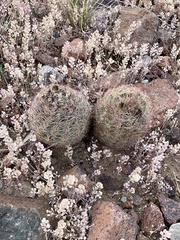 Echinomastus intertextus