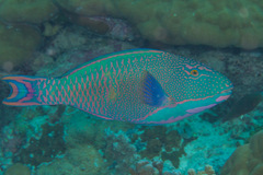 Cetoscarus ocellatus
