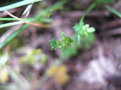 Hydrocotyle foveolata