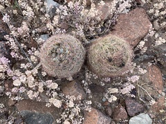 Echinomastus intertextus