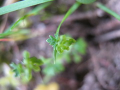 Hydrocotyle foveolata