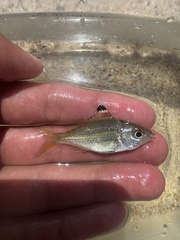 Pacific Flagfin Mojarra photo 4