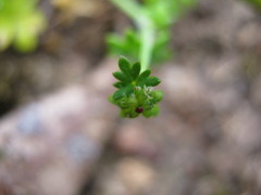 Hydrocotyle foveolata