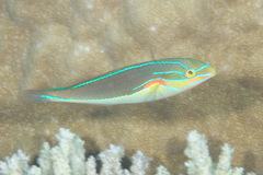 Stethojulis bandanensis
