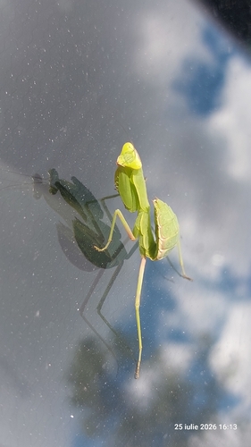 Transcaucasian Giant Mantis