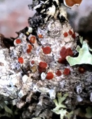 Ramboldia gowardiana