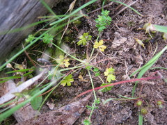 Hydrocotyle foveolata