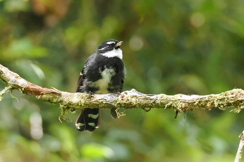 Rhipidura albolimbata, 2026-07-04