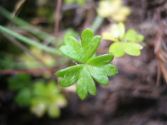 Hydrocotyle foveolata