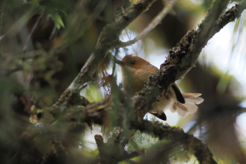 Clytomyias insignis, 2026-07-04