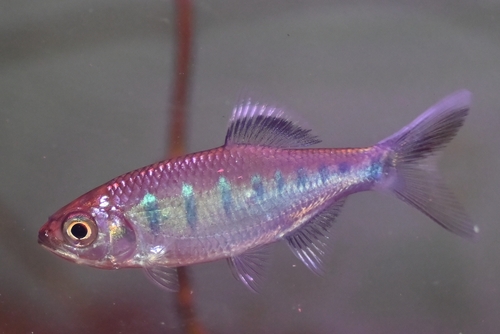 Malabar-baril (Barilius gatensis) — Cyprinidae