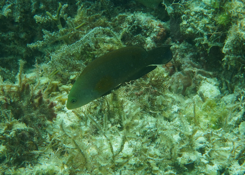 Pseudochromis fuscus observed 2026-07-12