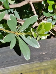 Anolis carolinensis