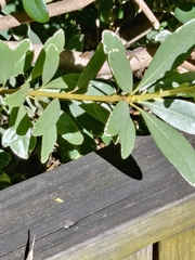 Anolis carolinensis