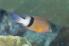 Plectroglyphidodon dickii