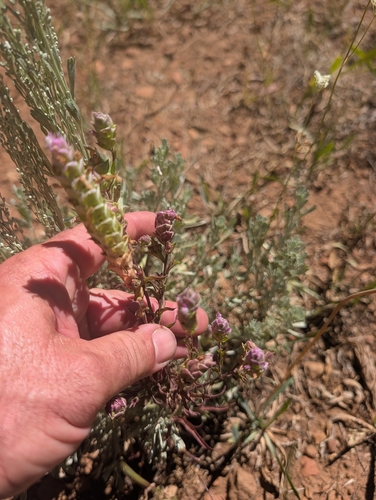iNaturalist observation photo of Toothed Owl's Clover