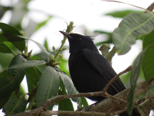 Crested Black-Tyrant