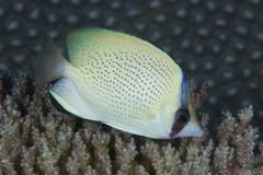 Chaetodon citrinellus