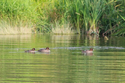 Common Goldeneye