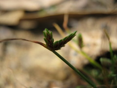 Isolepis levynsiana